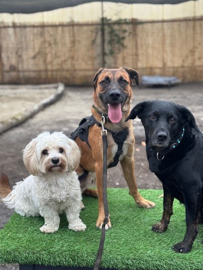 Holly's Friends - Hundetagesstätte