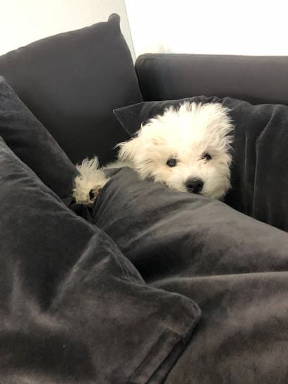 Hundesitting Haida für kleinere Hunde ( Tagesbetreuung )
