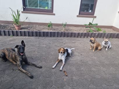 Hundetagesstätte-Bremen