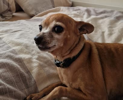 Vierpfoten Hundepension