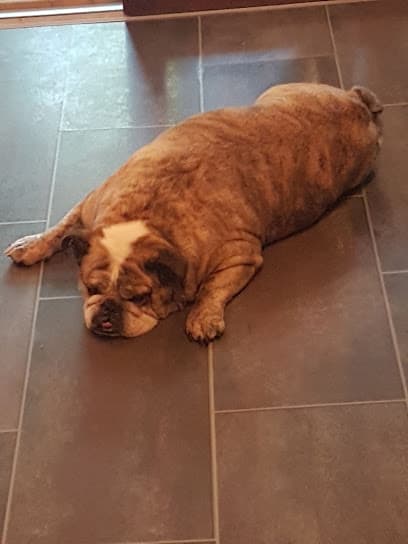 Hundepension Seevetal