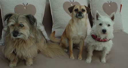 Hundetagesstätte in Regensburg