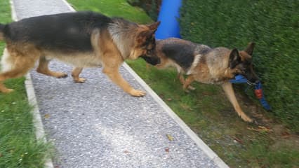 Hundepension Schnieder
